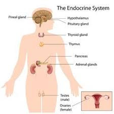 Endokrinopati