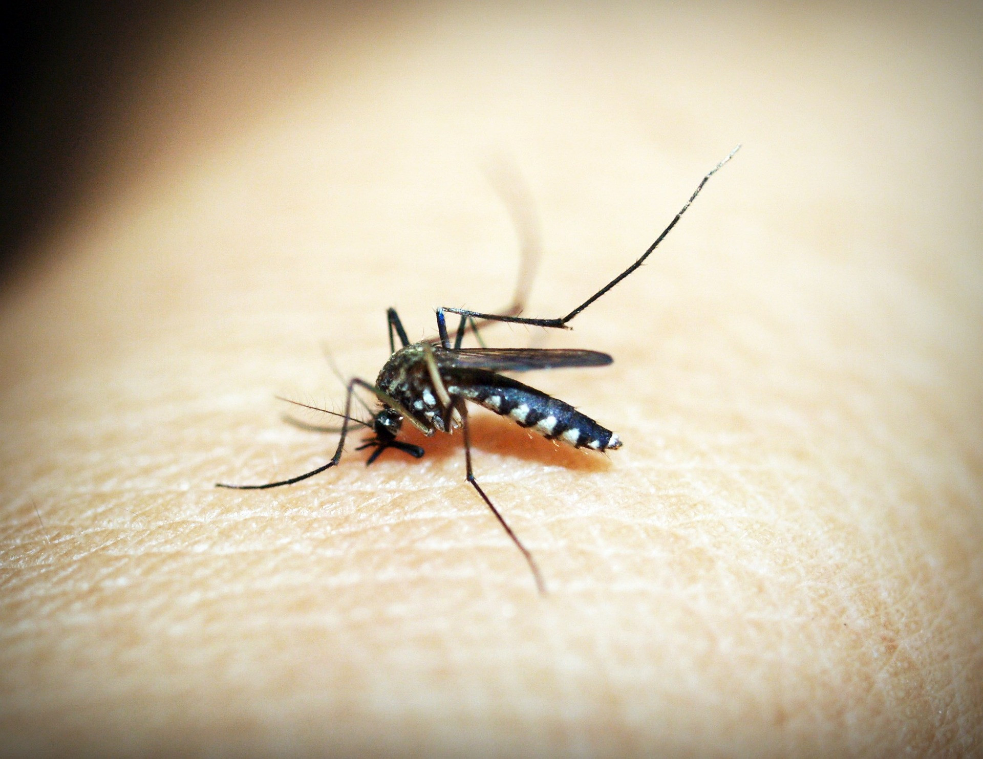 Chikungunya