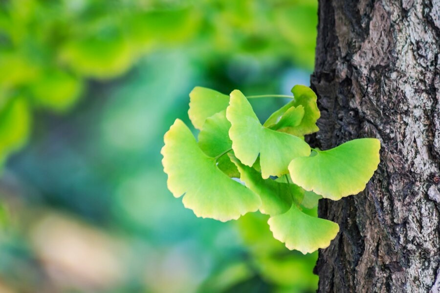 Manfaat Mengonsumsi Suplemen Ginkgo Biloba