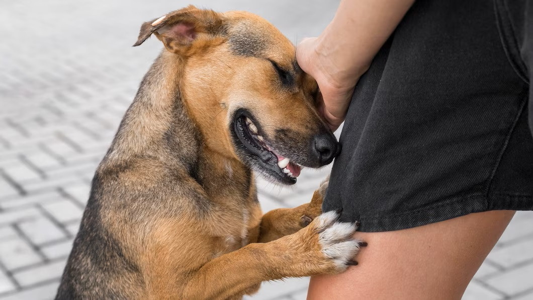 Bisakah Orang yang Terinfeksi Rabies Sembuh?