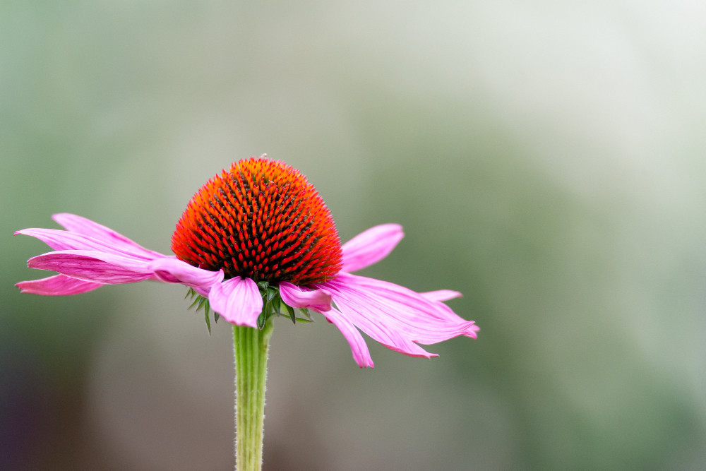 Meredakan Flu hingga Menjaga Kesehatan Kulit, Ini Manfaat Echinacea bagi Kesehatan