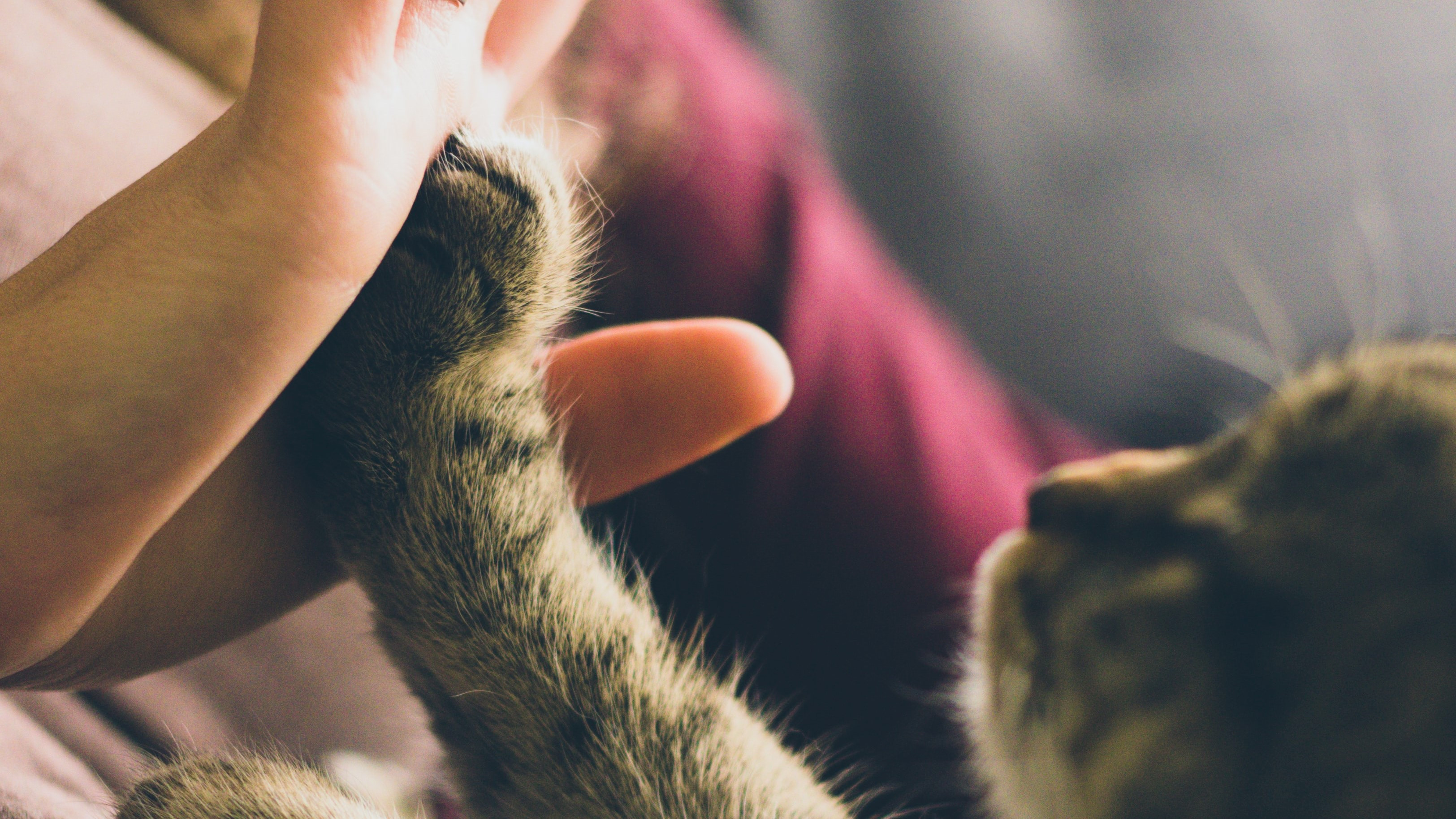 Jangan Dianggap Remeh, Ini Bahaya Luka Cakaran Kucing
