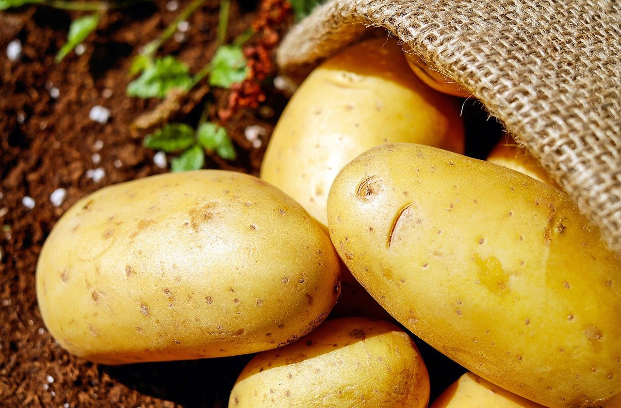 Nutrisi dan Manfaat Kentang bagi Kesehatan Tubuh