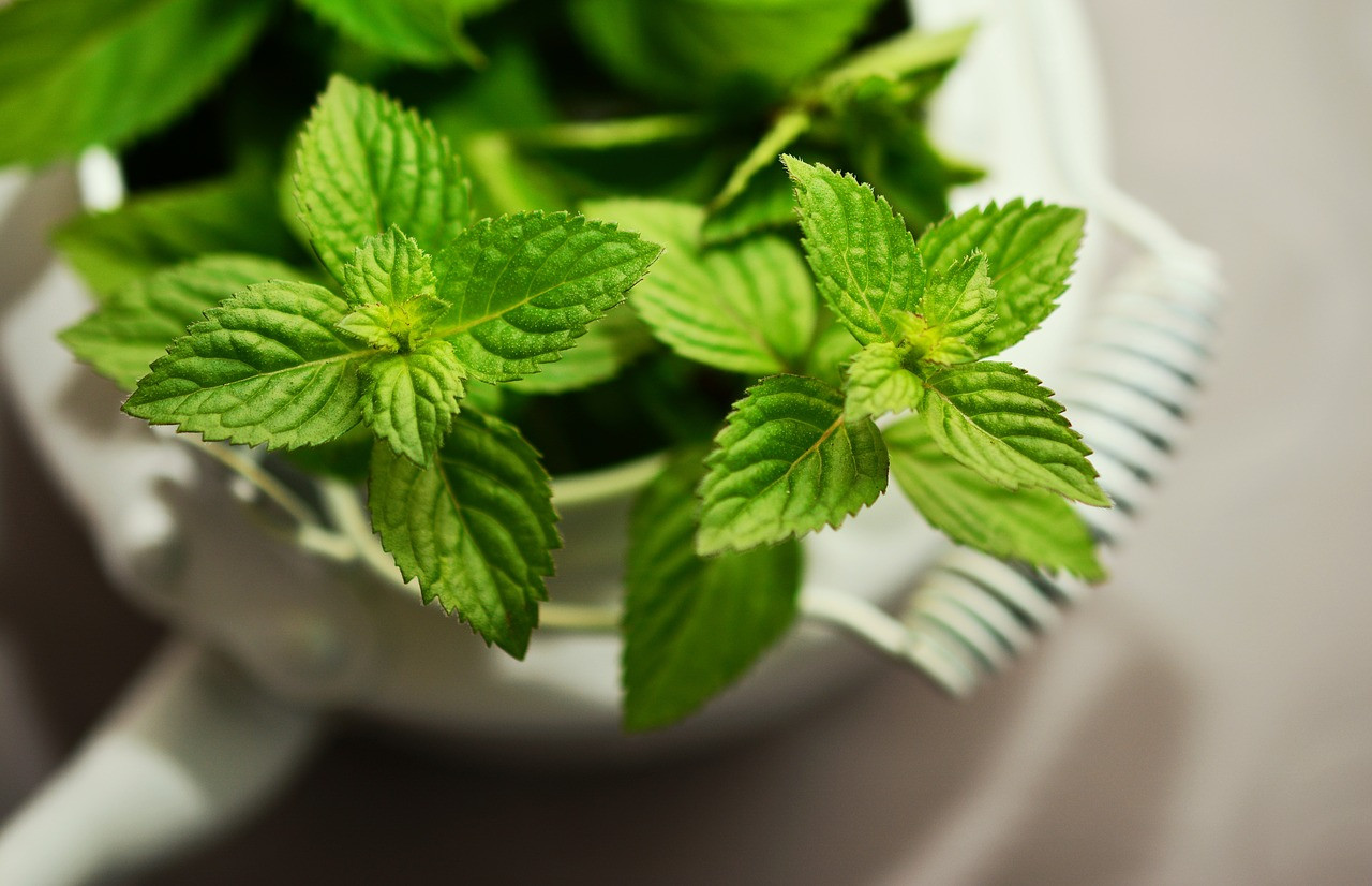 Kecil dan Kaya Manfaat: Khasiat Daun Mint bagi Kesehatan